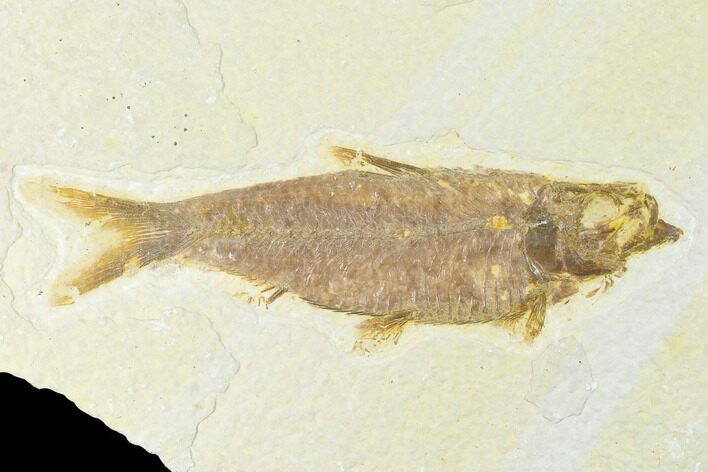Fossil Fish (Knightia) - Wyoming #144190